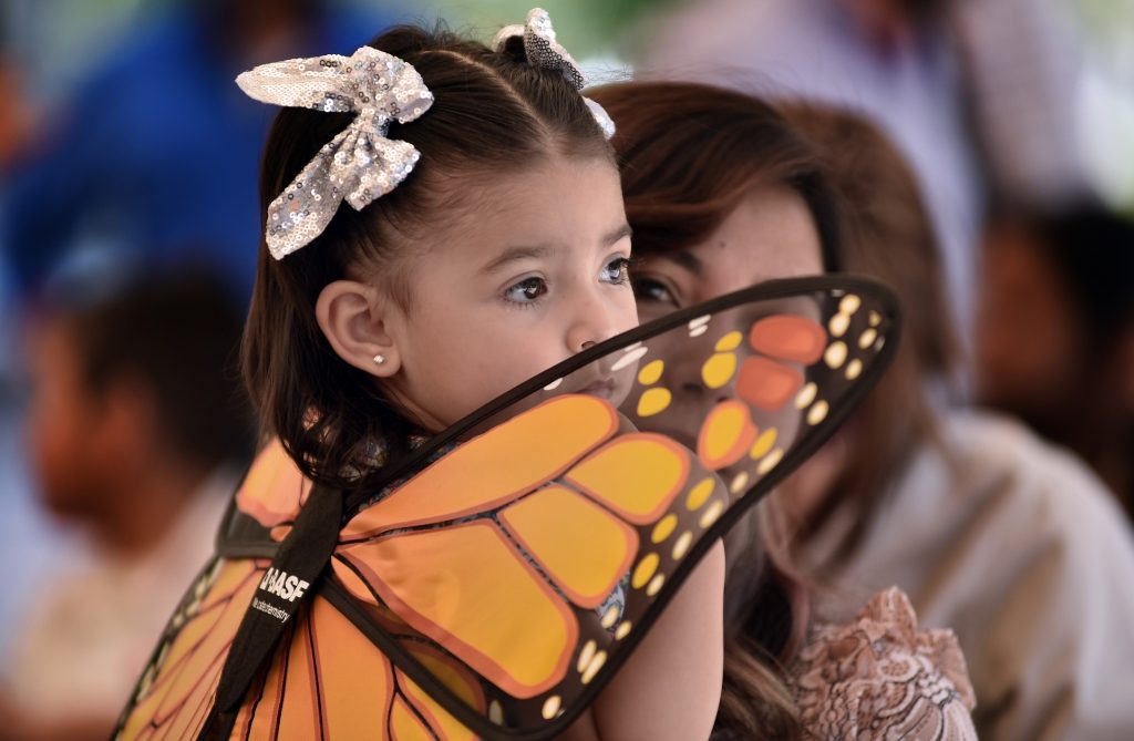 Promueve Gobierno de Saltillo cuidado a la mariposa monarca