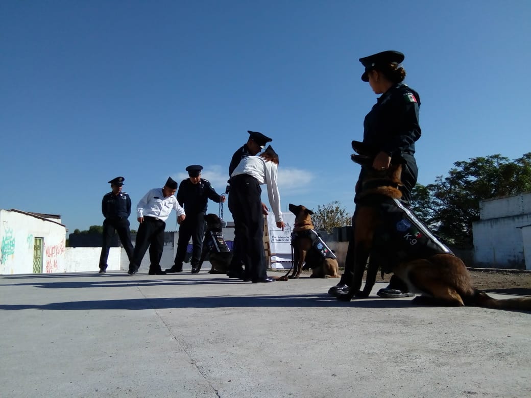 Realiza Unidad Canina De Polic A Municipal Demostraci N A Estudiantes