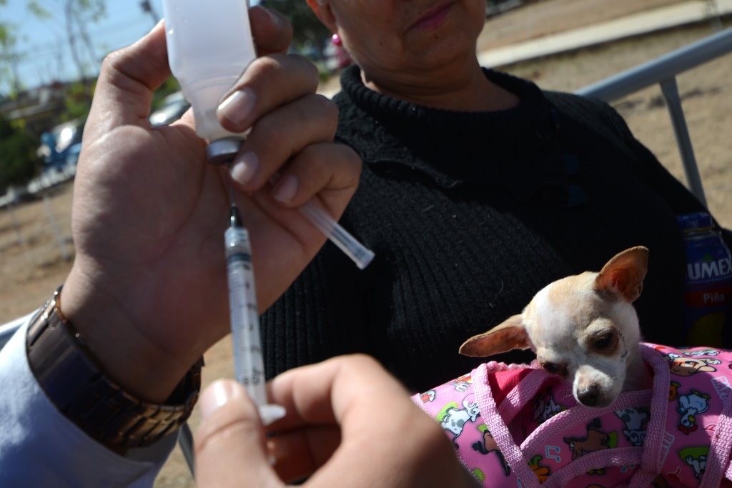 Llegará vacunación antirrábica a colonia Zamora - El Heraldo de Saltillo