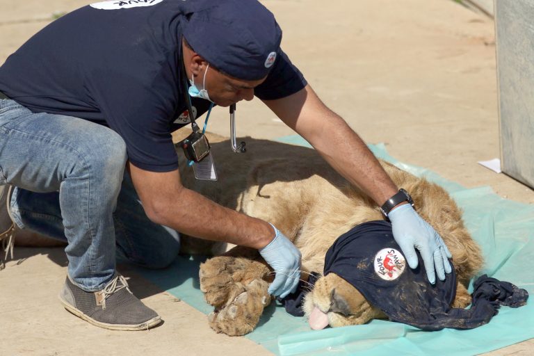 Animales del zoo de Siria viven en el exilio y con traumas de guerra