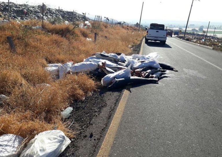 Encuentran 300 tiburones muertos en una carretera del Michoacán