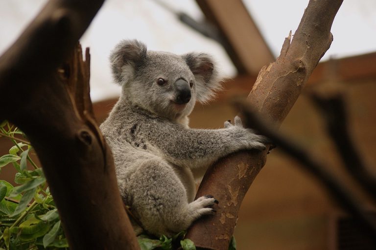 Indignación en Australia por koala muerto atornillado a un poste