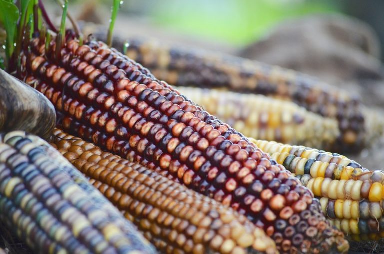 La UAAAN estudia la fitosanidad en las semillas en la dinámica agrícola actual