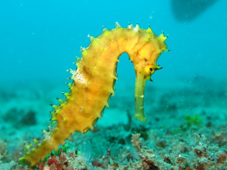 Prohíben usar caballitos de mar para alimento en Tailandia