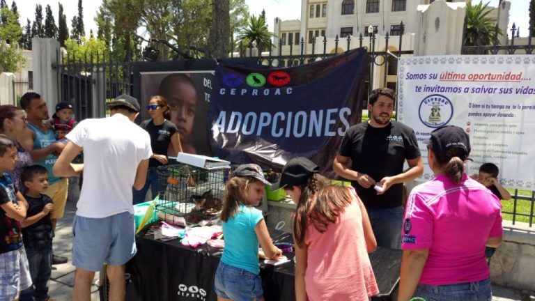 No compre mascotas para regalar este Día de Reyes, mejor adopte, pide CEPROAC