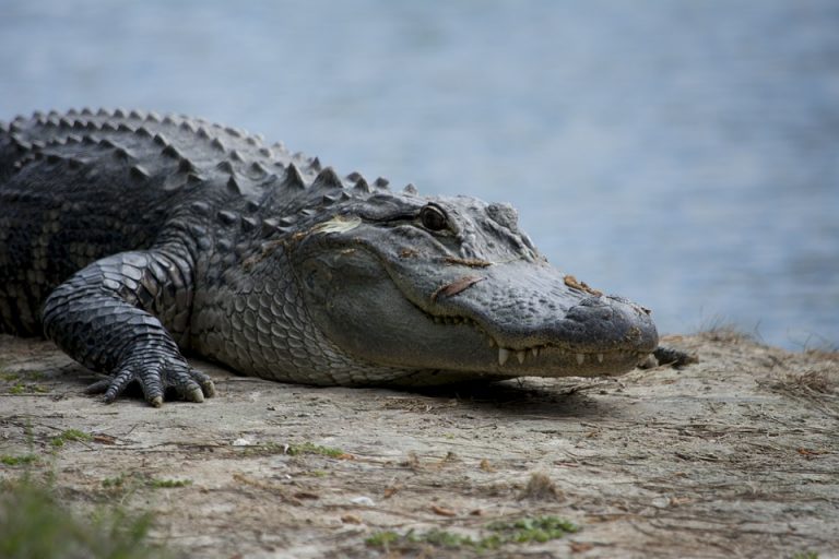 Cocodrilo ataca a niño de 12 años en playa La Blanca, en Oaxaca