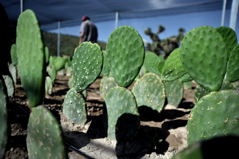 Comprueban efectos benéficos a la salud por consumo de Nopal