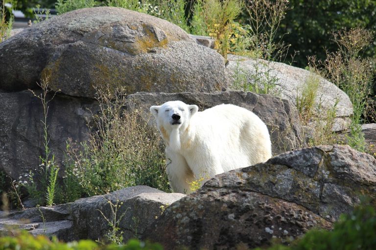 ¿Cuál será la especie que sobreviva al apocalipsis del cambio climático?