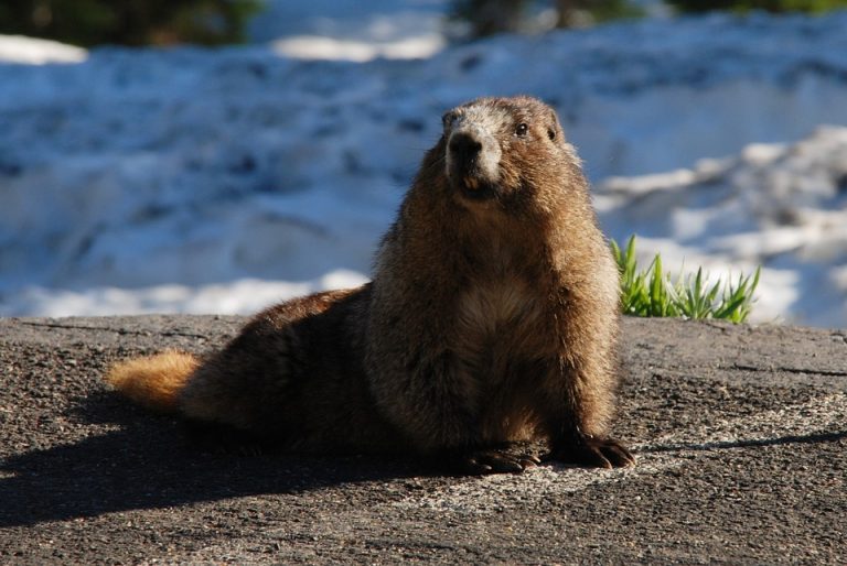 Día de la Marmota: Phil señala que habrá seis semanas más de invierno