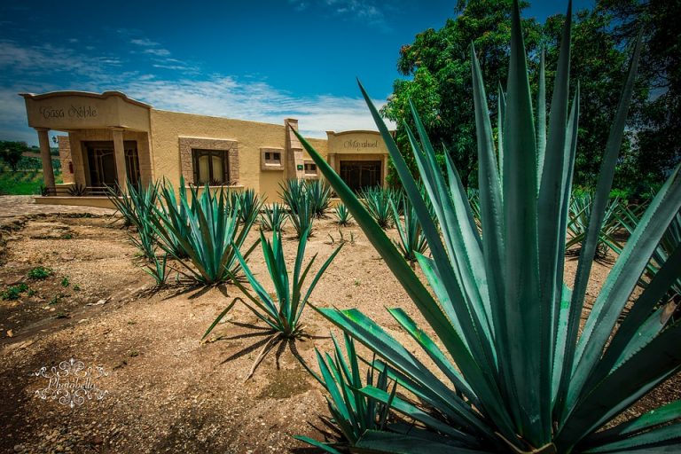 ¿Es viable producir biocombustibles a partir de bagazo de agave?