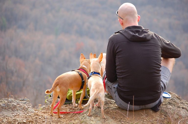 Estudio revela que mascotas ayudan a quienes padecen enfermedades mentales 