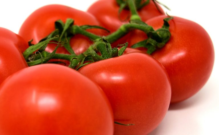 Investigadores saltillenses desarrollan cubiertas comestibles con hojasén para alargar vida del tomate