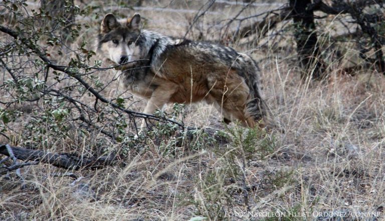 Liberan con éxito a 5 lobos mexicanos