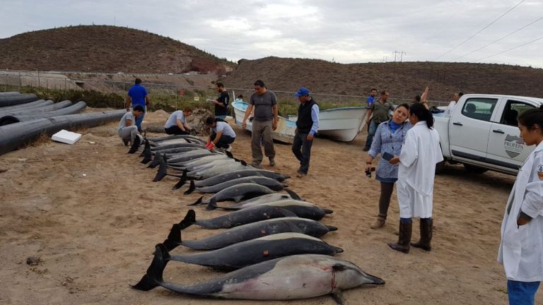 Mueren 21 de los 54 delfines varados en playa de Baja California Sur