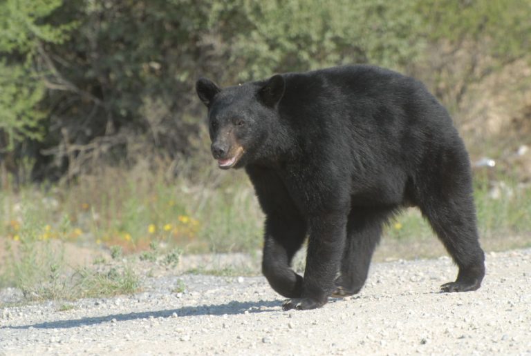 Coahuila tiene la mayor población de oso negro en el país