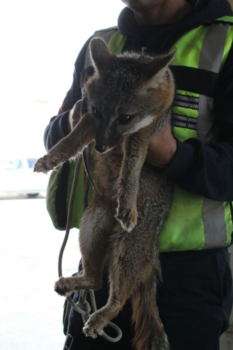 Rescata Bomberos ejemplar de zorra gris; la entrega a Profauna