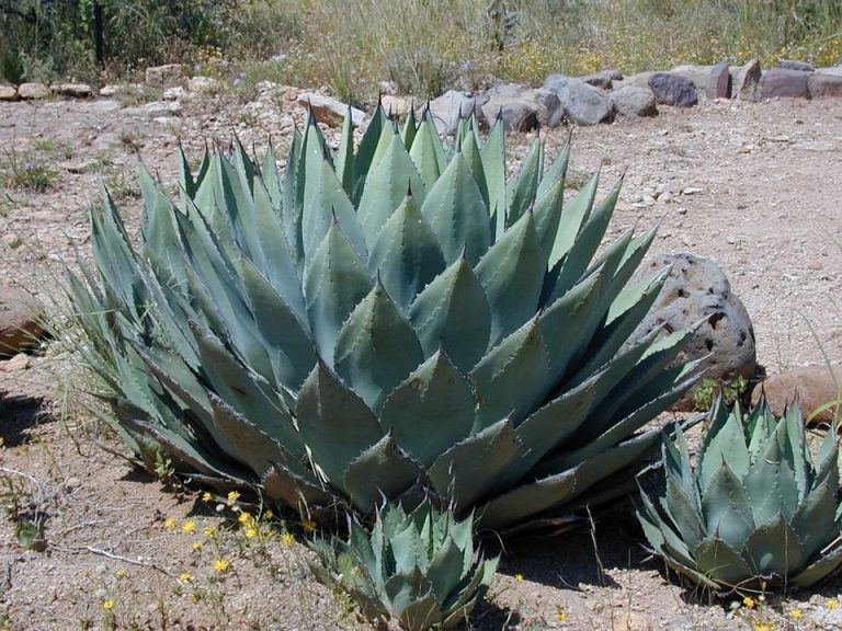 Analizan México e Italia importancia de la denominación de origen de sus productos