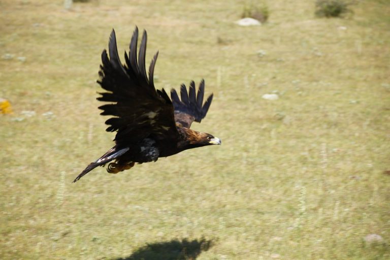 Aumenta número de parejas reproductivas de Águila Real registradas en México