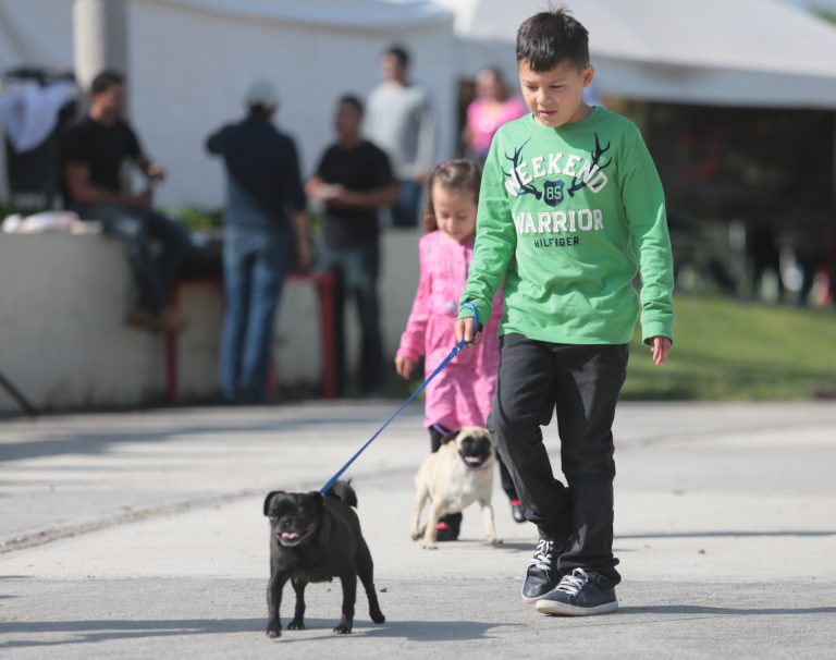 Coahuila tendrá la primera feria de adopción de perros y gatos negros