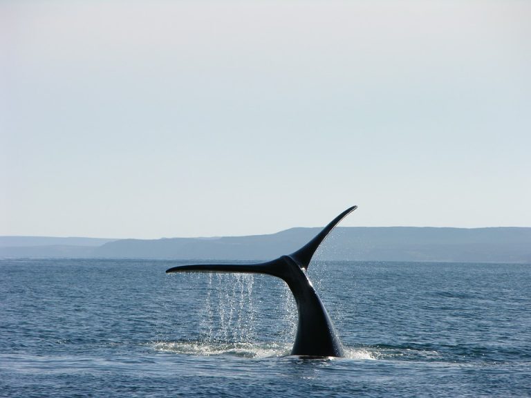 El animal más grande del planeta llega a Baja California Sur