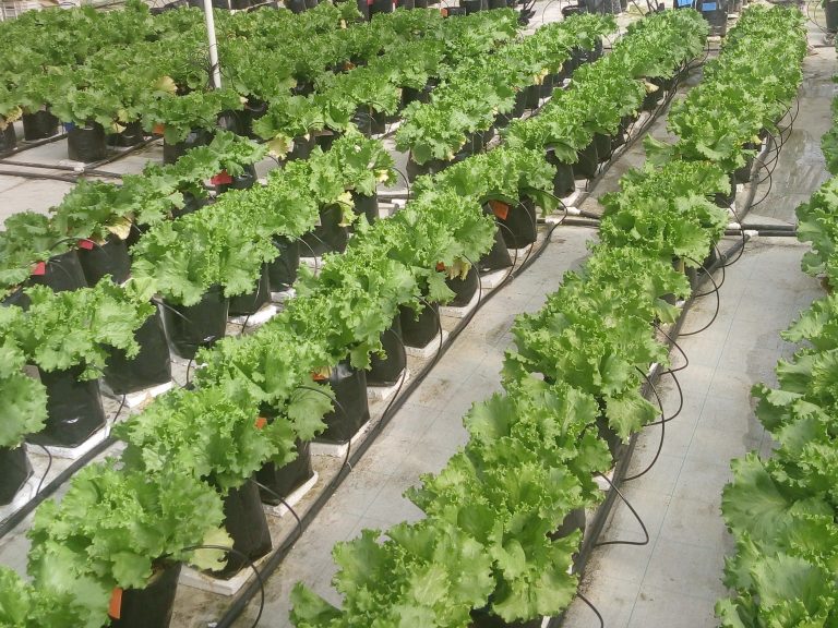 Investigadores de la UAAAN buscan fortalecer plantas para beneficiar su producción y consumo