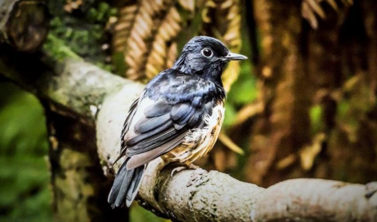 Espera Museo de las Aves hasta mil 500 visitantes diarios en Semana Santa