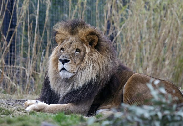 León mata a cuidador en zoológico de Tulancingo, Hidalgo