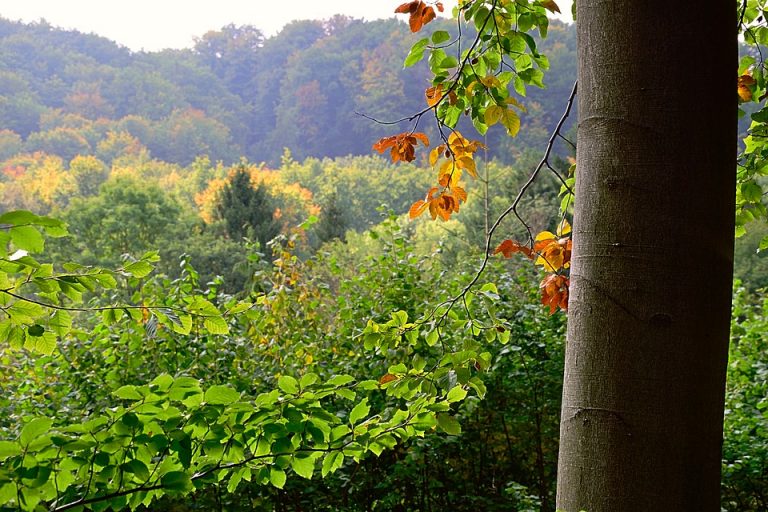 Será México sede del inicio de la evaluación de los bosques del mundo liderada por FAO