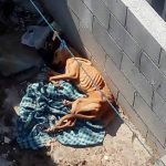 Unen esfuerzos Policía Ambiental, ADAC y vecinos para rescatar perrita abandonada en vivie