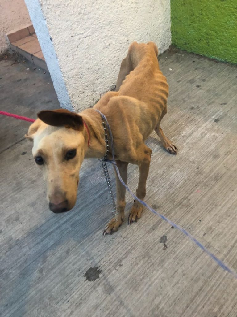 Unen esfuerzos Policía Ambiental, ADAC y vecinos para rescatar perrita abandonada en vivienda