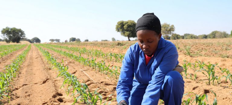 La sequía y el aumento de las temperaturas amenazan las cosechas en África meridional