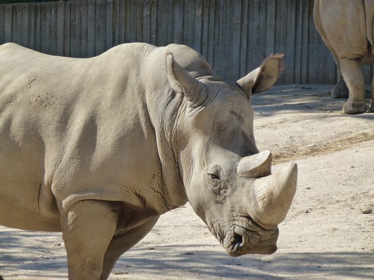 Muere en Kenia el último macho del rinoceronte blanco del norte 