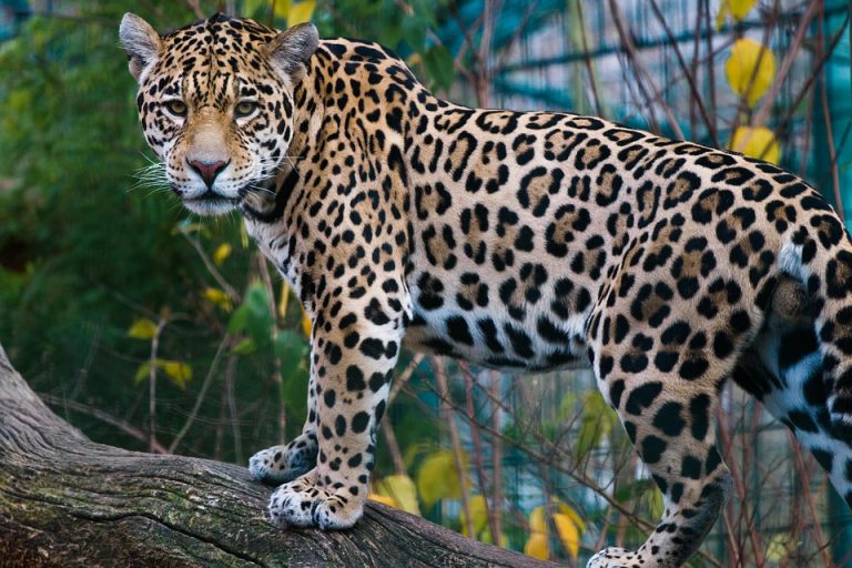 Salvando al jaguar, la icónica y amenazada especie de América Latina