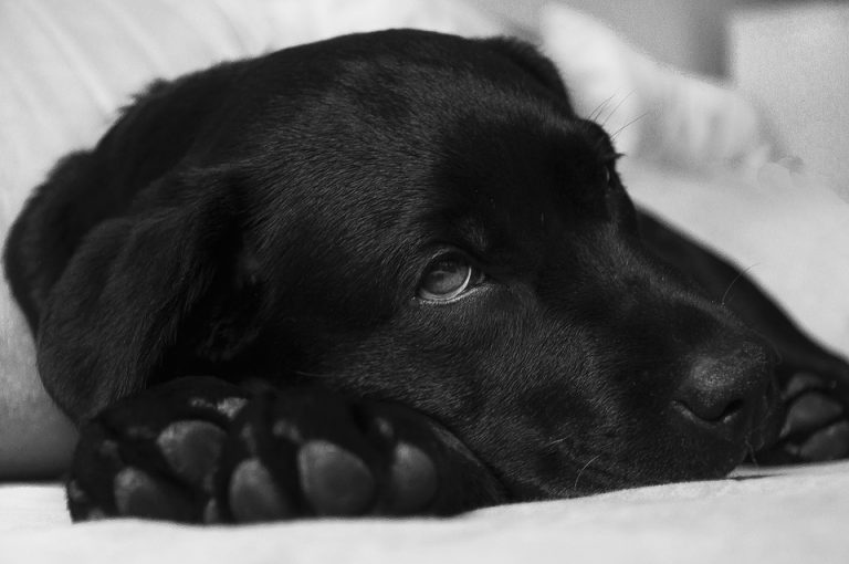 Automedicar a tu mascota podría matarla