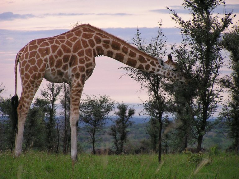 Muere jirafa en un zoológico chino tras quedar atrapada entre ramas de árbol 