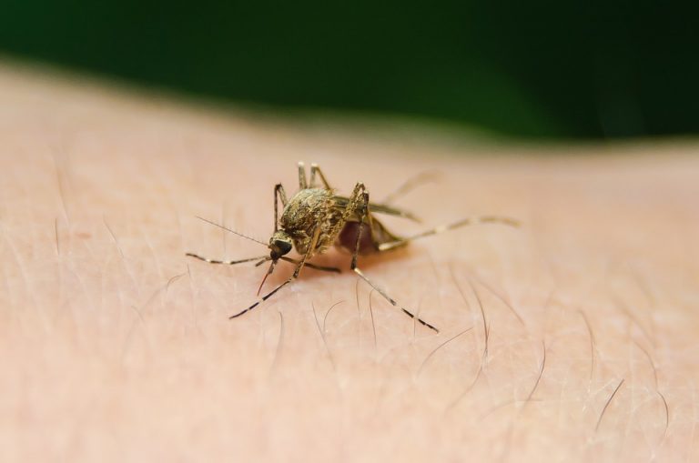 Suben a 331 las muertes por fiebre amarilla en Brasil 