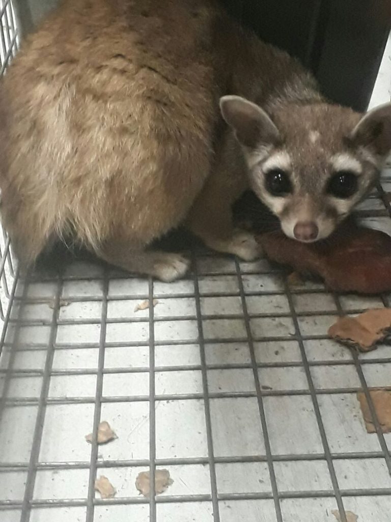 Policía Ambiental captura un cacomixtle en Saltillo; lo liberarán en el Cañón de San Lorenzo