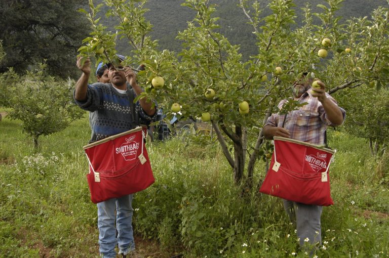 Calculan pérdida de 2 millones de cajas de manzana