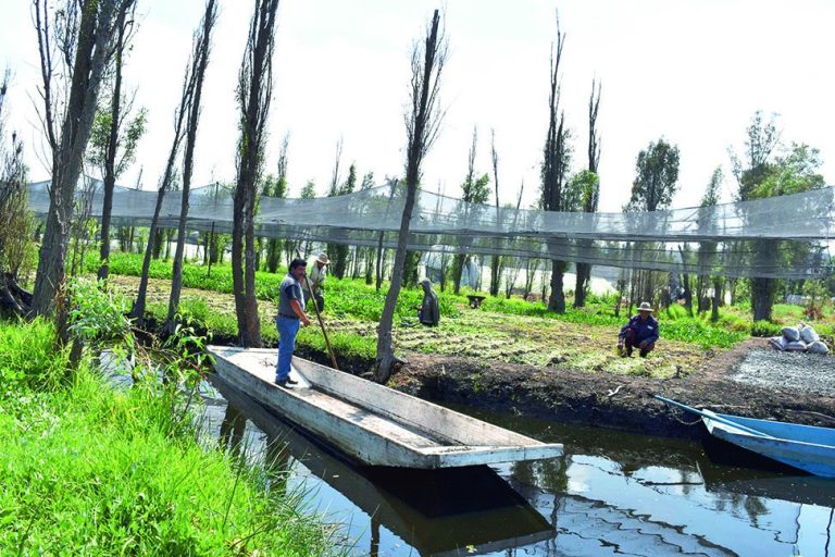 Chinampas de la Ciudad de México serán celebradas por FAO