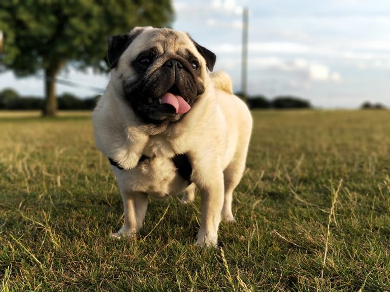 El peso de tu perro habla de su salud