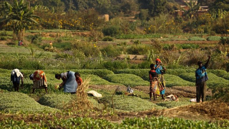 La agroecología puede ayudar a mejorar la producción mundial de alimentos