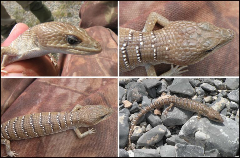 Lagarto endémico de Coahuila y NL en riesgo tras incendio de Zapalinamé