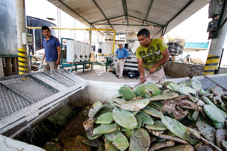 Mexicanos producen con nopal biogás único en el mundo