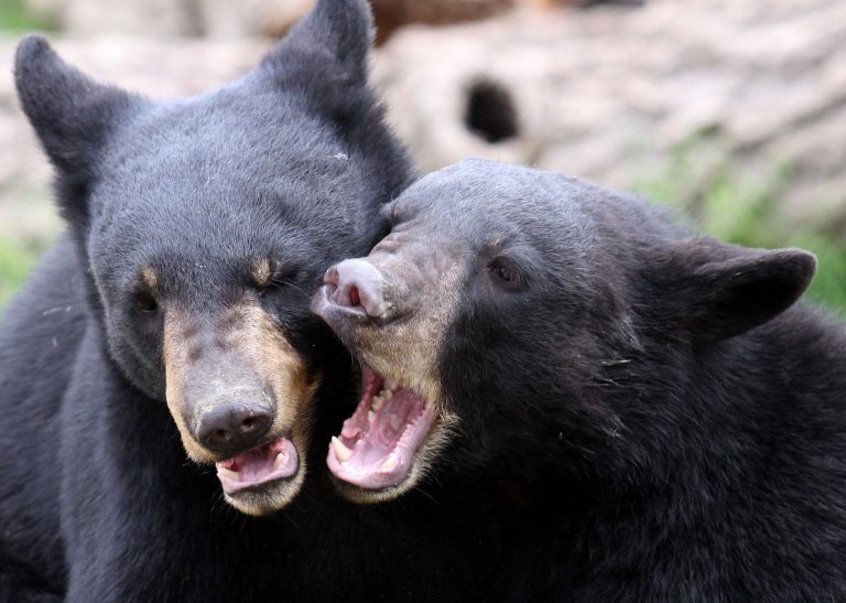 Alertan por ataques de osos y pumas en Coahuila