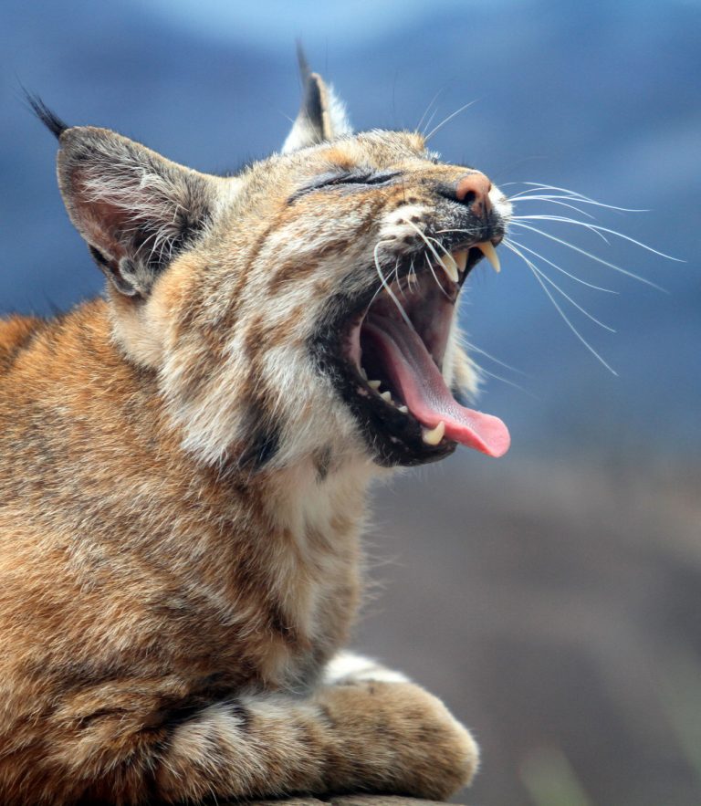 Emite SMADU recomendaciones por avistamiento de fauna silvestre en zonas habitadas