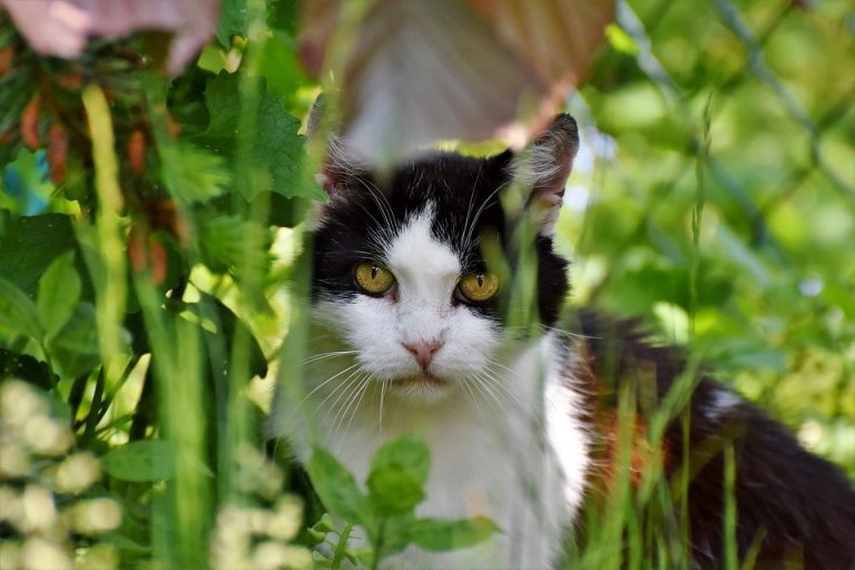 Cuidar el peso de nuestros gatos es cuidar de su salud