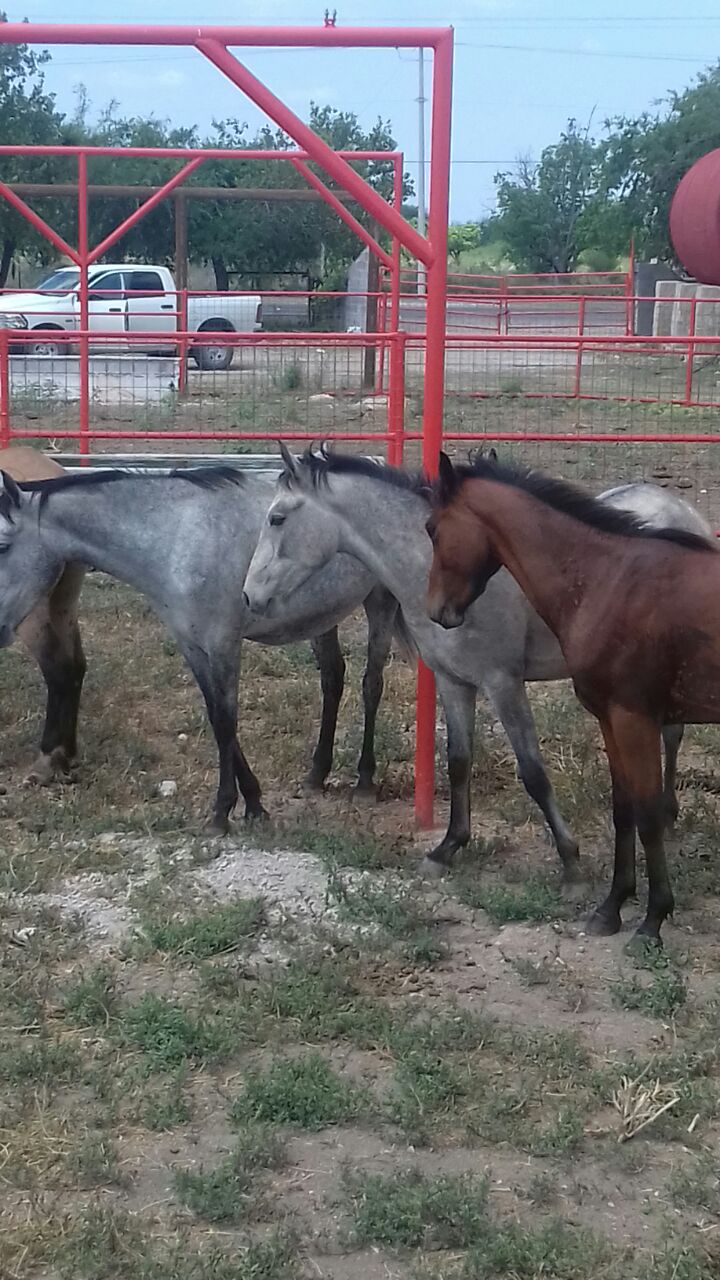 Elementos de la Fiscalía General recuperaron caballos con reporte de robo