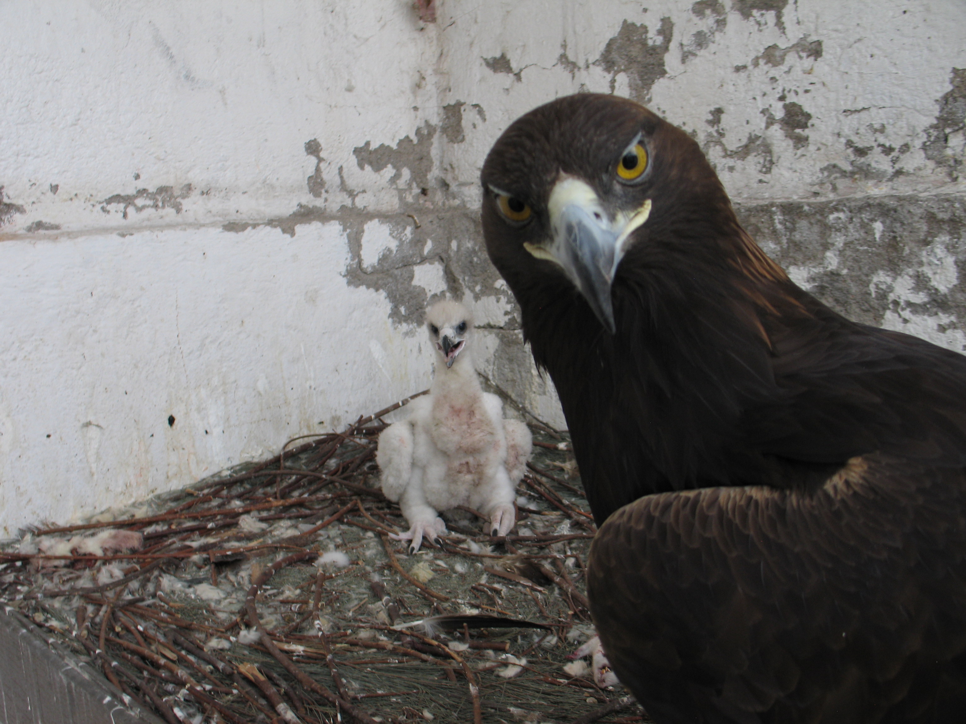 Nace en Querétaro nueva cría de águila real por inseminación artificial |  El Heraldo de Saltillo