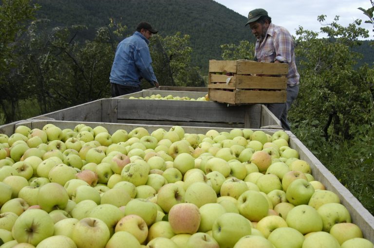 Condonarán 50% de deuda a productores de manzana