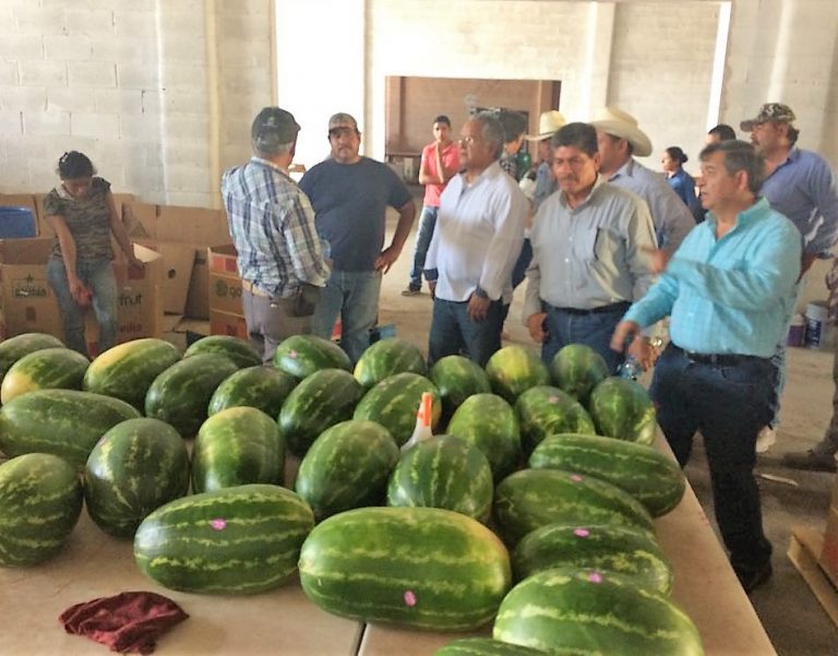 Desarrollo Rural se reúne con productores de melón y sandía de La Laguna